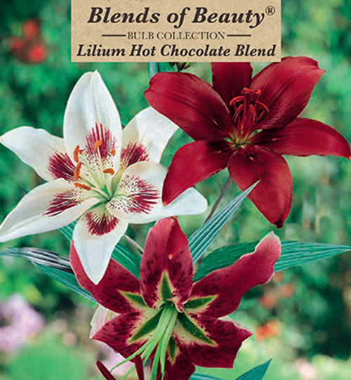 Asiatic Lily 'Hot Ch Blend' Bu