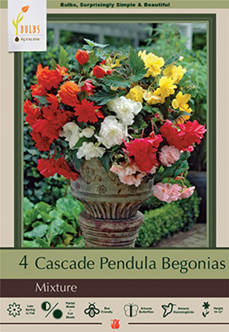 Begonia 'Cascade Pend Mix Bulb