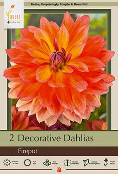 Dahlia Bulb 'Firepot'