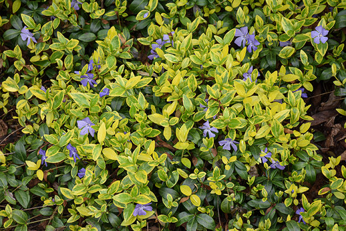 Vinca min 'Illumination' 4in