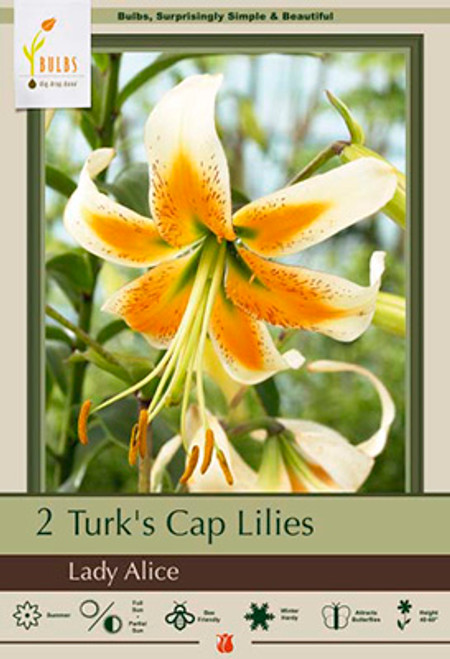 Turks Lily 'Lady Alice' Bulb