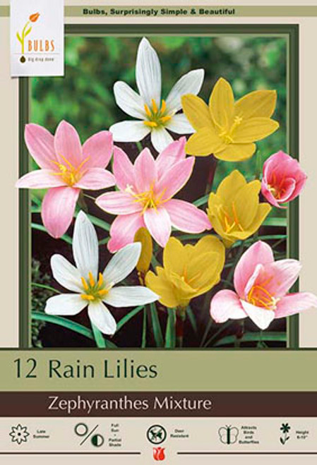 Rain Lily Mix Bulb