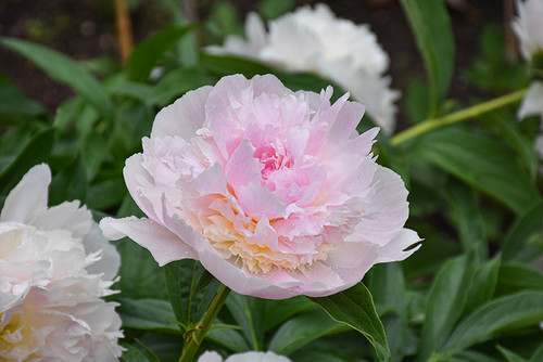 Peony 'Raspberry Sundae' 2G