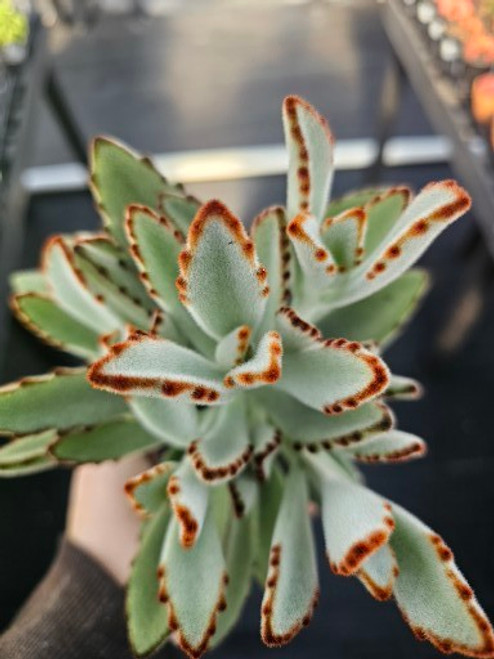 Kalanchoe tomentosa 3in