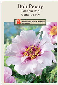 Peony Itoh Bulbs "Asst"