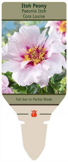 Peony Itoh Bulb 'Asst'