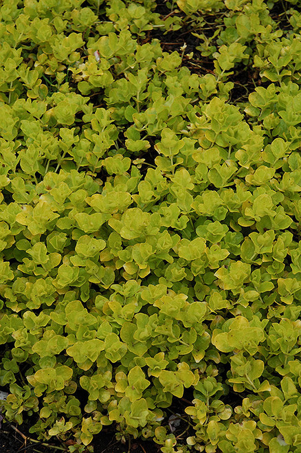 Accent Creeping Jenny 3.5in