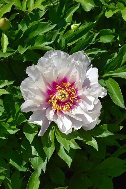 Peony Itoh 'Cora Louise' 3G