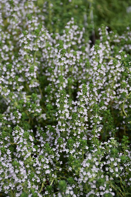 Thyme Creeping Lemon GG3.5in