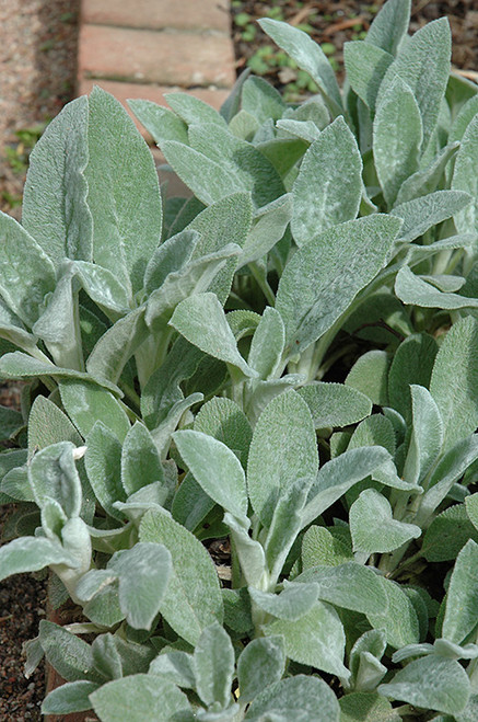 Lamb's Ear 'Helen von Stein'1G