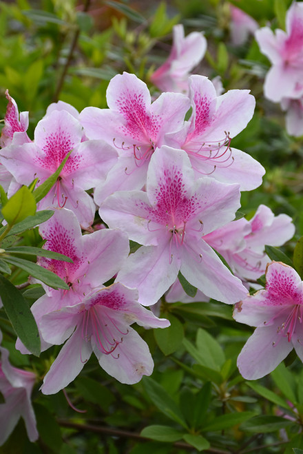 Azalea 'George Tabor' 3G