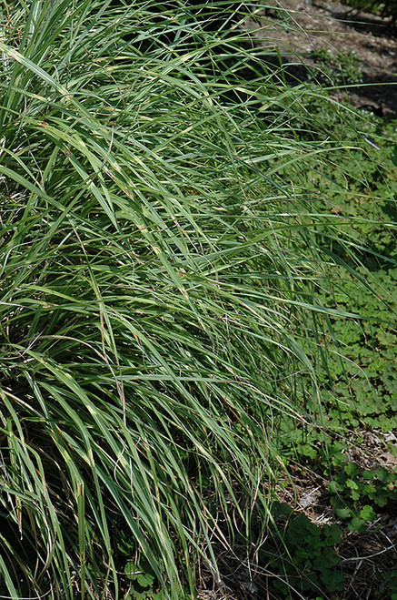 Grass Misc 'Little Zebra' 1G