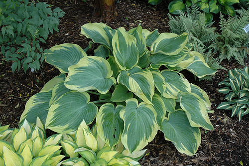 Hosta 'Earth Angel' 1G