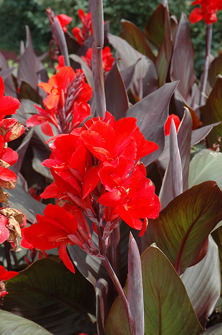 Canna 'Cannova Brnz Scarlet'3G