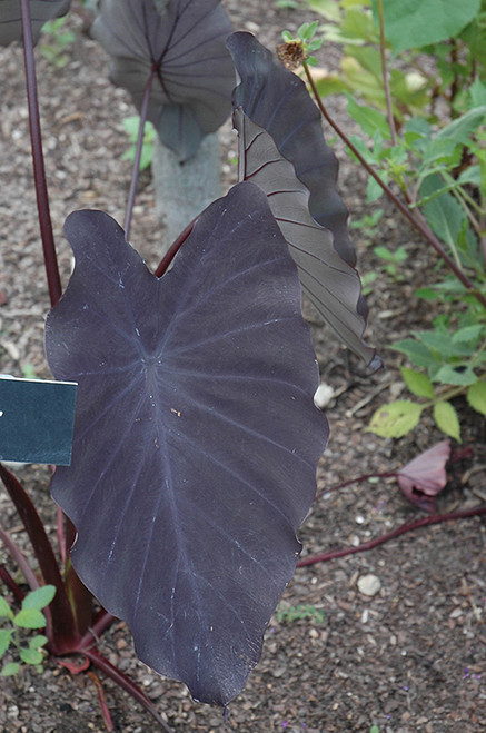 Elephant Ear 'Black Magic' 3G