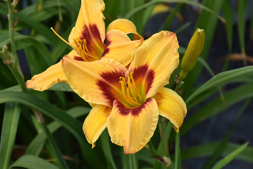 Daylily 'Tiger Swirl' 1GPW Daylily 'Tiger Swirl' 1GPW