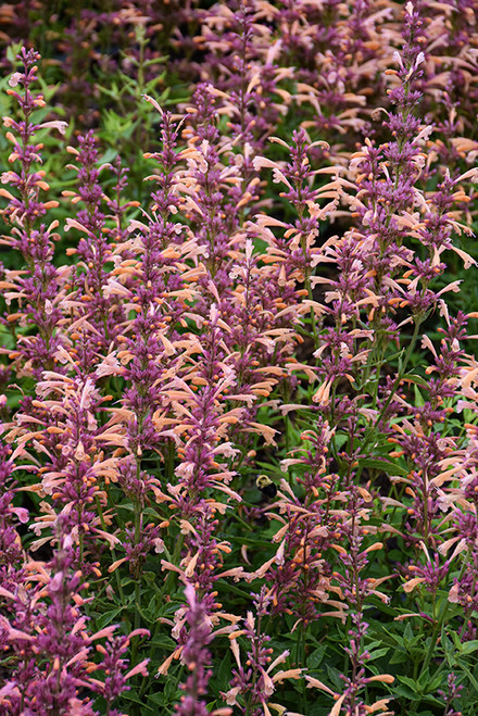 Agastache 'Peachie Keen'6.5/1G