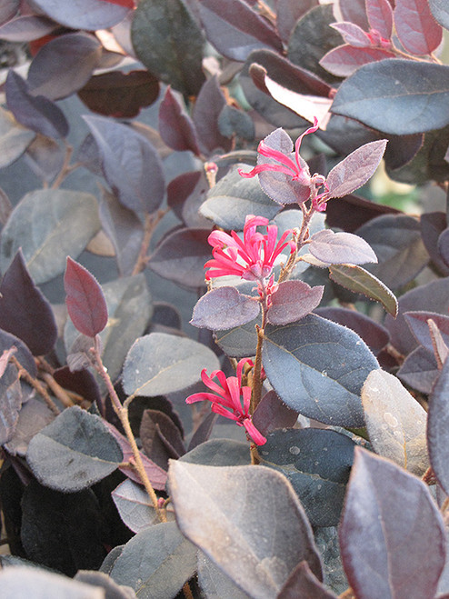 Loropetalum 'Purple Pixie' 3G