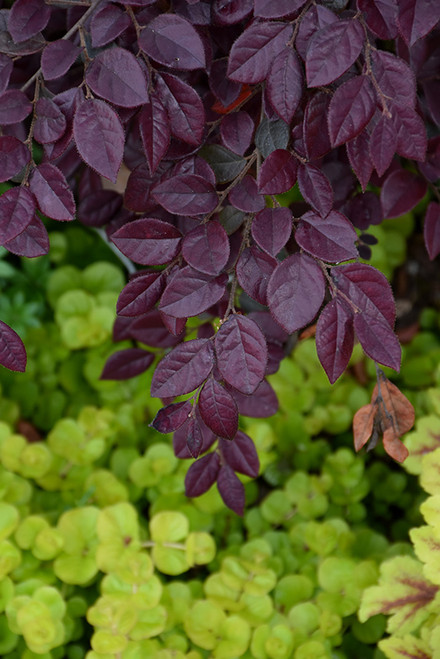Loropetalum 'Crimson Fire' 3G