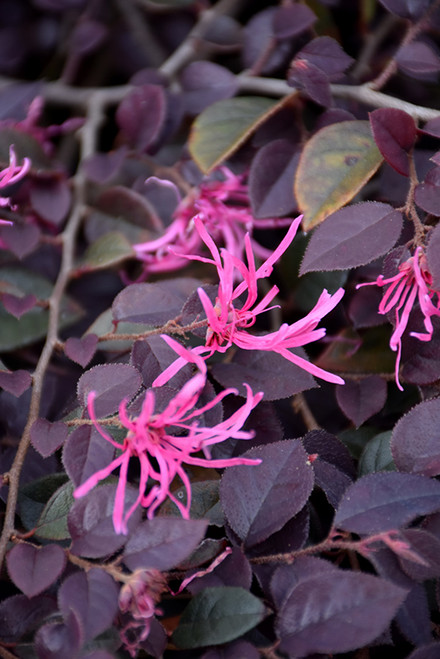 Loropetalum 'Crimson Fire' 3G