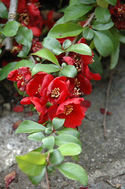 Quince 'Crimson and Gold' 3G