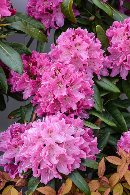 Rhodo 'Holden' 1G