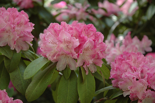 Rhododendron 'Holden' 1G