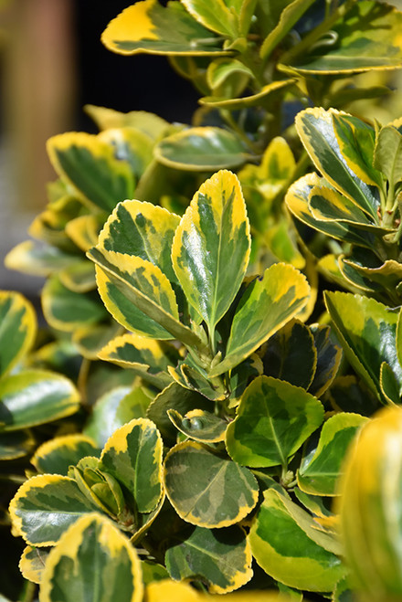 Golden Euonymus 1G