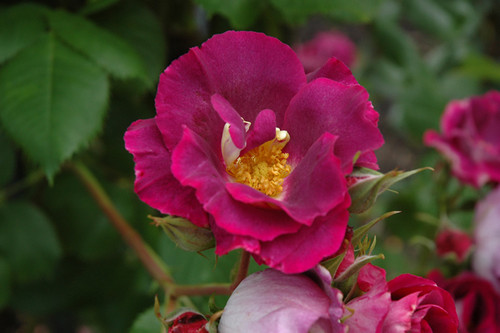 Rose CLMG 'Stormy Weather' 5G