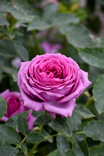 Rose FL 'Sweet Madame Blue' 3