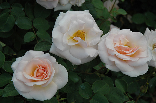 Rose HT 'Pretty Lady Rose' 3G