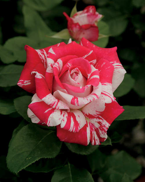 Rose HT 'Neil Diamond' 3G