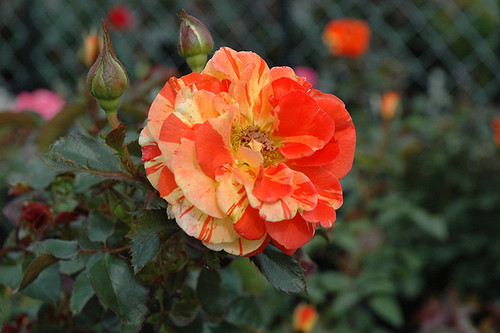 Rose SH 'Oranges & Lemons' 3G