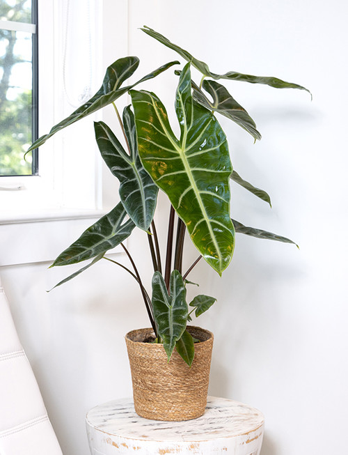 Alocasia longiloba 4in