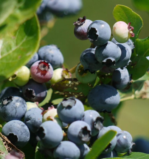 Blueberry 'Alapaha' 1G