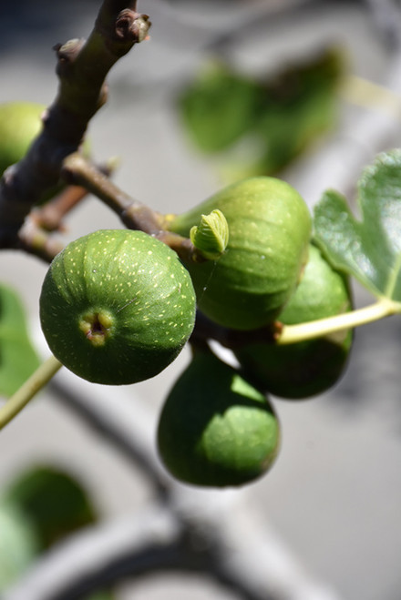 Fig 'Chicago Hardy' 3G