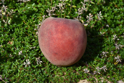 Peach 'Red Skin' 5G