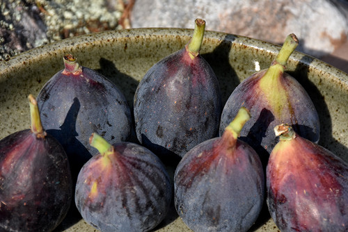Fig 'Celeste' 5G