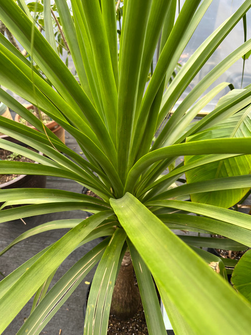 Ponytail Palm 14in