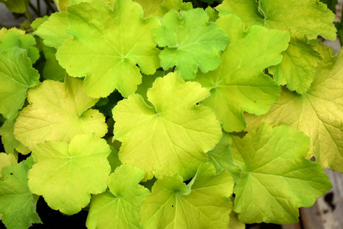 Heuchera 'Guacamole' 1G