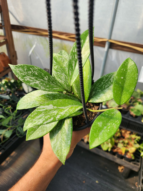 Hoya Assorted 4"