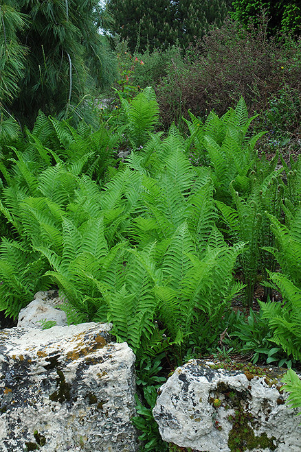 Fern 'Ostrich' 1G