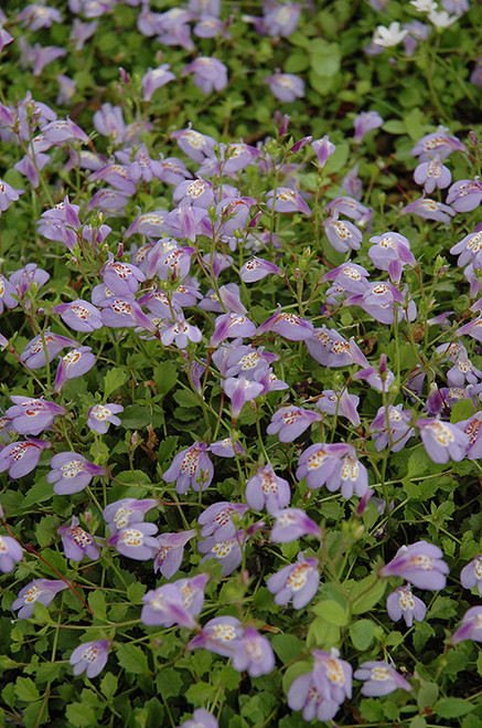 Mazus Blue 3.5in