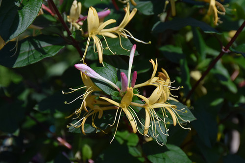 Honeysuckle Purple-Leaf 1G