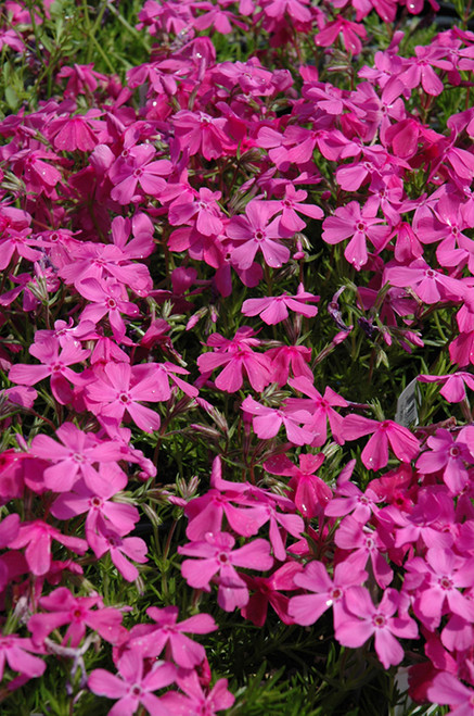 Creeping Phlox 'Drummond PnkQT