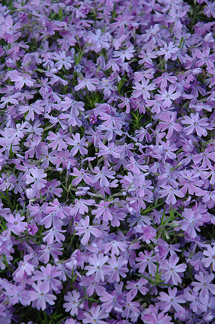 Creeping Phlox 'Emer Blue' 1G