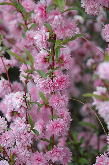 Dwarf Flowering Almond 3G