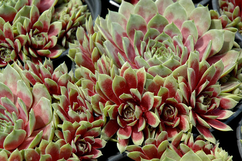 Hens&Chicks 'Commander Hay'4in