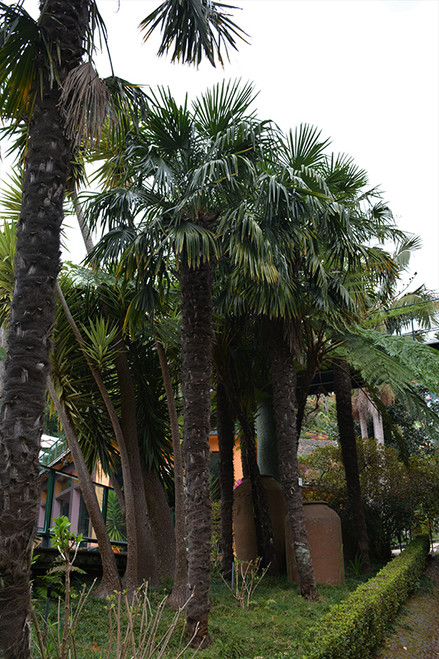 Windmill Palm 4-5'OA 25G