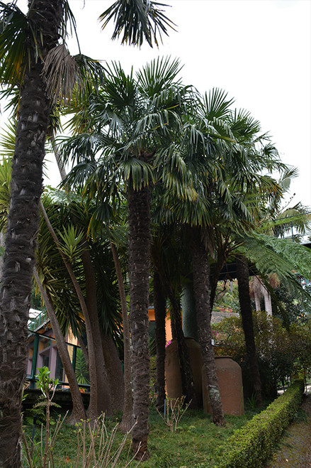 Windmill Palm BB 5'OA